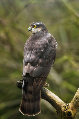 Sperber (Accipiter nisus), Männchen, Foto: Viola Wege