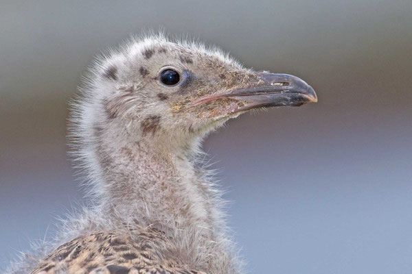 Silbermöwe (Larus argentatus), Puli