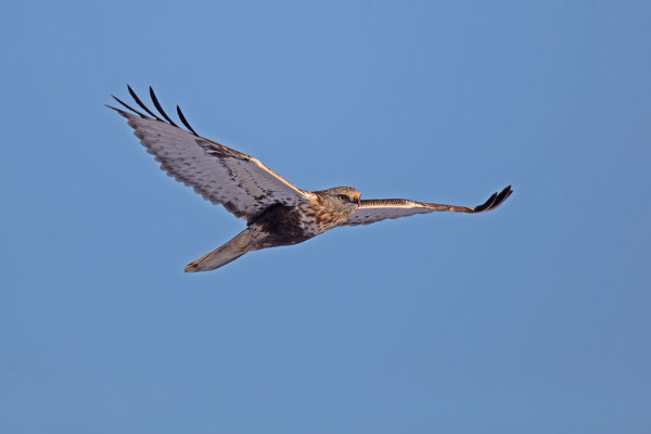 Raufußbussard (Buteo lagopus) im 2. Kalenderjahr