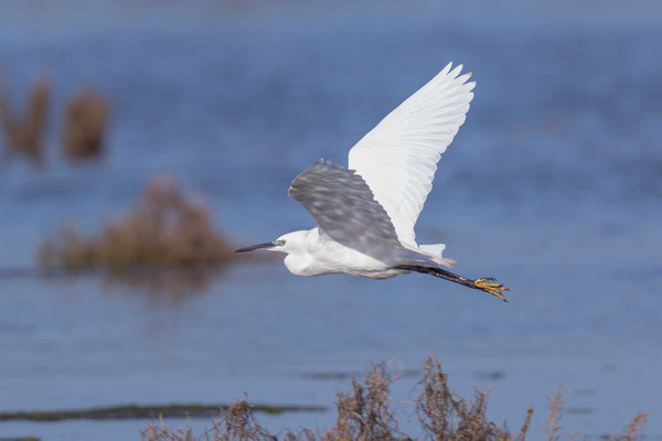 Flugbild eines Seidenreihers (Egretta garzetta)