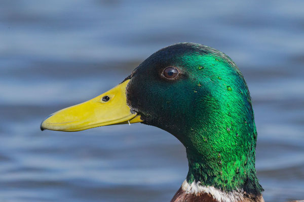 Stockente (Anas platyrhynchos)