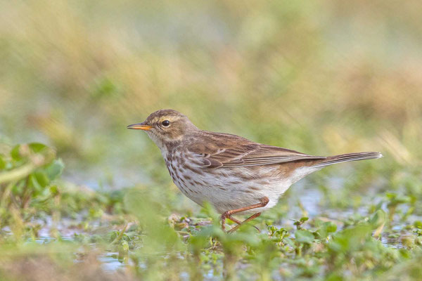 Bergpieper (Anthus spinoletta)