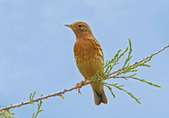 Rotkehlpieper (Anthus cervinus) im Prachtkleid, sitzt auf einer Tamariske. 