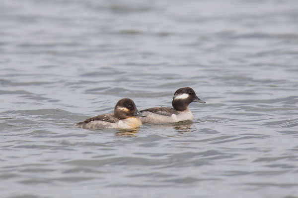 Büffelkopfenten (Bucephala albeola) Weibchen K2 (links); adultes Weibchen; Mai, Manitoba  