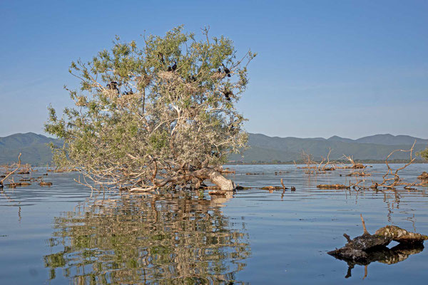 Nistbaum einer Kormorankolonie (Phalacrocorax carbo)