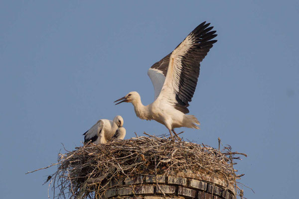 Junger Weißstorch (Ciconia ciconia) im Nest bei Flugversuchen