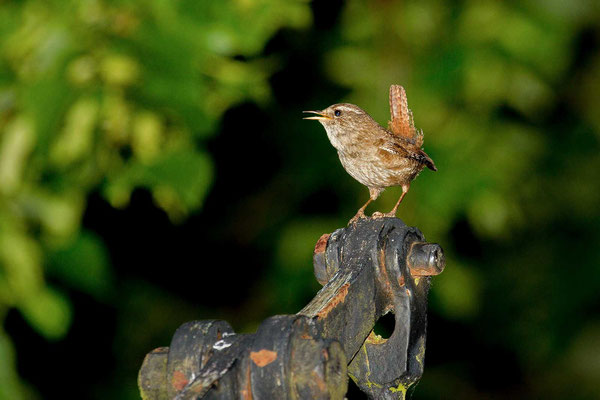 Zaunkönig (Troglodytes troglodytes), Gesang