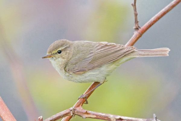 Zilpzalp (Phylloscopus collybita)