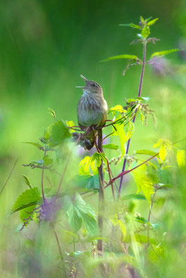 Schlagschwirl (Locustella fluviatilis) 