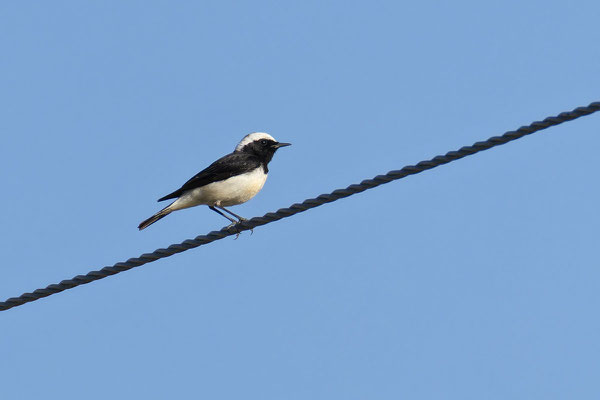 Männlicher Zypernsteinschmätzer (Oenanthe cypriaca) sitzt auf der Leitung.