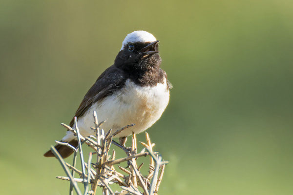 Männlicher Zypernsteinschmätzer (Oenanthe cypriaca) sitzt einem blühenden Zweig.
