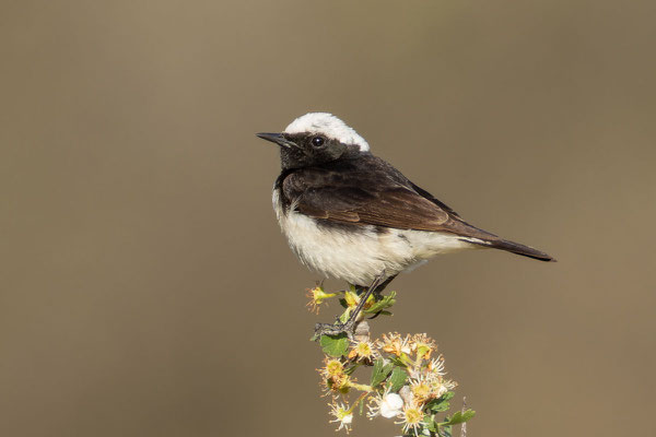 Männlicher Zypernsteinschmätzer (Oenanthe cypriaca) sitzt einem blühenden Zweig.