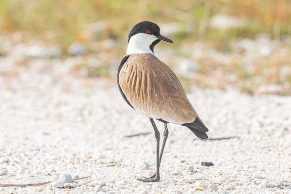 Spornkiebitz (Vanellus spinosus)