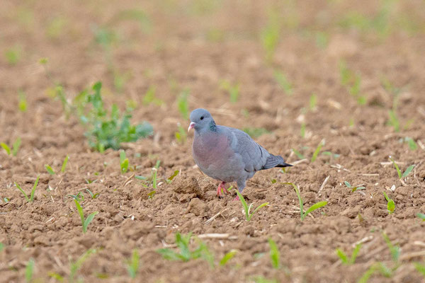 Hohltaube (Columba oenas)