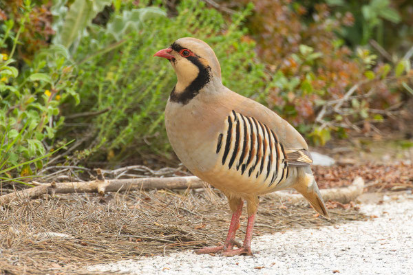 Chukarhuhn (Alectoris chukar) steht am Rande einer Straße.