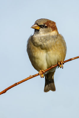 Männlicher Haussperling (Passer domesticus) sitz auf einem dünnen Zweig. 