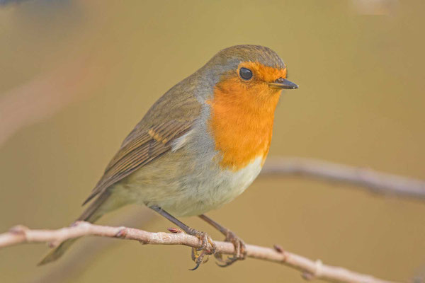 Rotkehlchen (Erithacus rubecula)