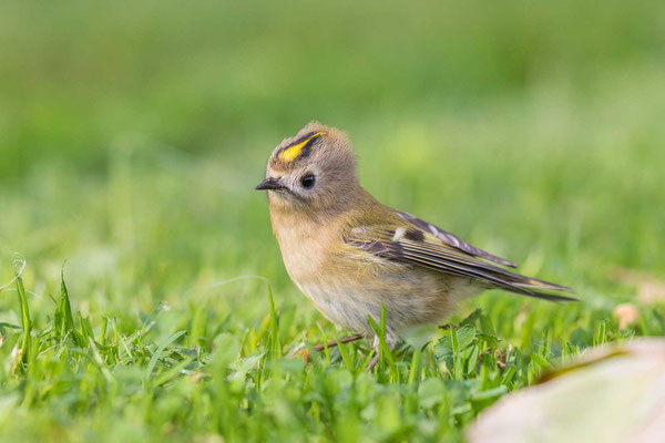 Wintergoldhähnchen (Regulus regulus) auf der Insel helgoland.