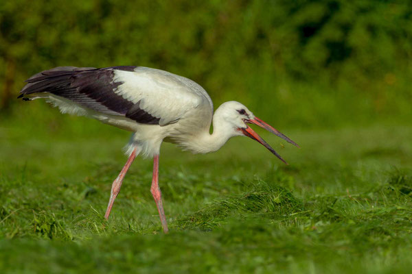 Weißstorch (Ciconia ciconia) frisst eine Sumpfschrecke