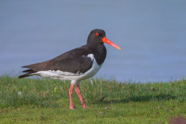 Austernfischer (Haematopus ostralegus)  