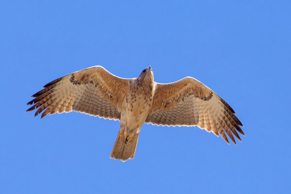 Habichtsadler (Aquila fasciata); Oman (Dezember 2025)