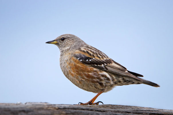 Alpenbraunelle (Prunella collaris), Foto: Viola Wege