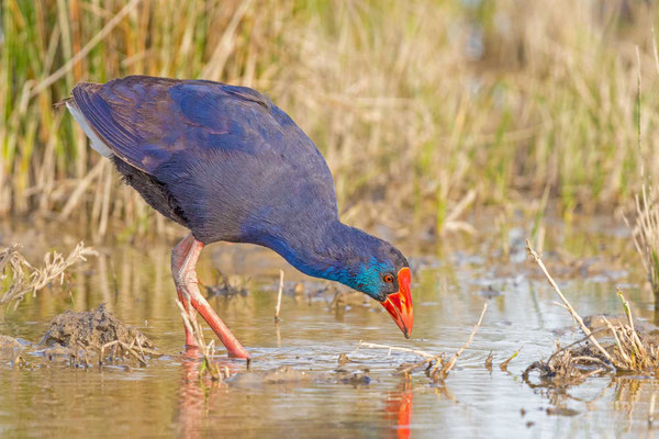 Purpurhuhn (Porphyrio porphyrio)