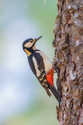 Buntspecht (Dendrocopos major thanneri); auf der kanarischen Insel Gran Canaria