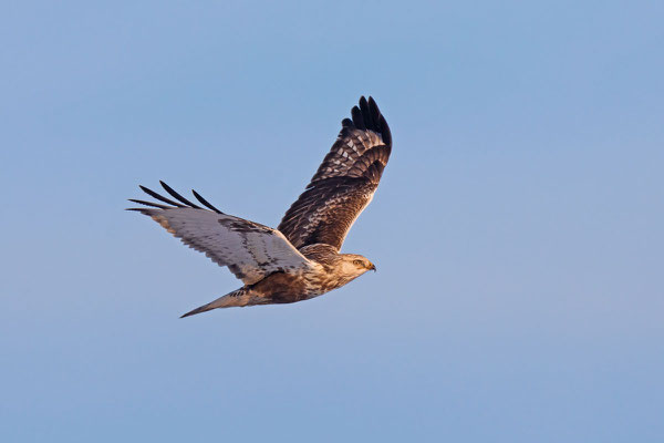 Raufußbussard (Buteo lagopus) im 2. Kalenderjahr