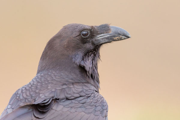Kolkrabe (Corvus corax canariensis)