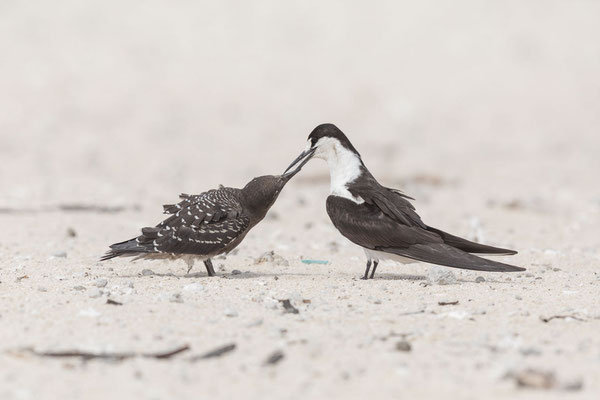 Fütternde Rußseeschwalbe (Onychoprion fuscatus) auf Michaelmas Cay vor der Ostküste Australiens.