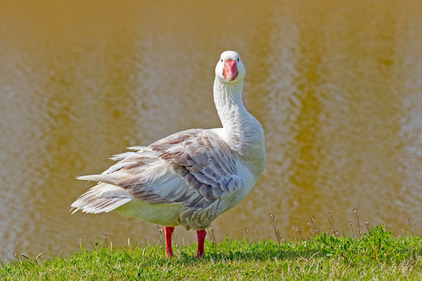 Graugans (Anser anser), Hausgans