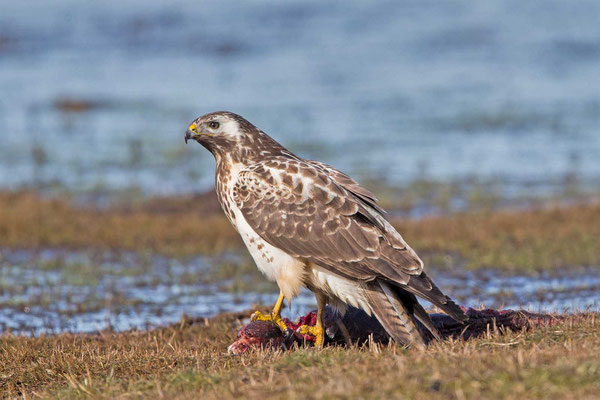 Mäusebussard (Buteo buteo)