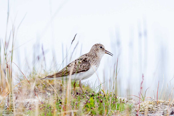 Temminckstrandläufer (Calidris temminckii)