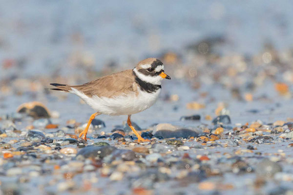  Sandregenpfeifer (Charadrius hiaticula)