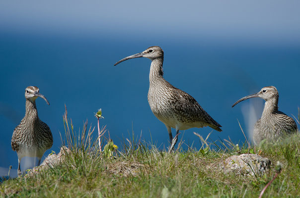 Regenbrachvogel (Numenius phaeopus), Foto: Viola Wege