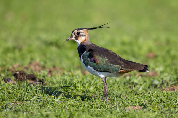 Kiebitz (Vanellus vanellus)