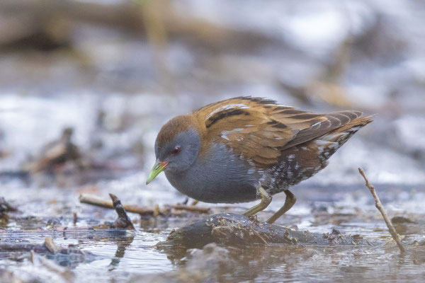 Kleinsumpfhuhn (Zapornia parva)