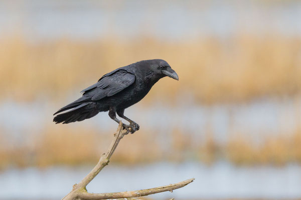 Kolkrabe (Corvus corax corax)