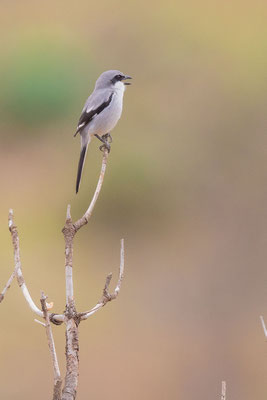 Raubwürger (Lanius excubitor koenigi)