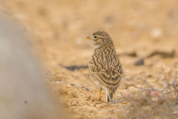 Stummellerche (Alaudala rufescens)