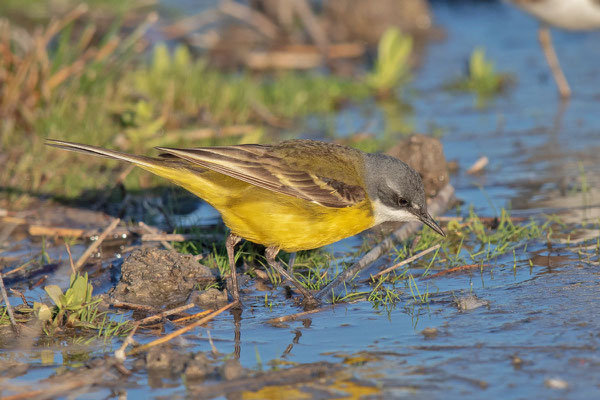 Iberische Schafstelze (Motacilla flava iberiae), Mallorca, April 2016