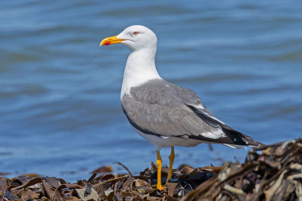 Heringsmöwe (Larus fuscus intermedius ) auf angespülten Algen am Strand der Insel Helgoland.