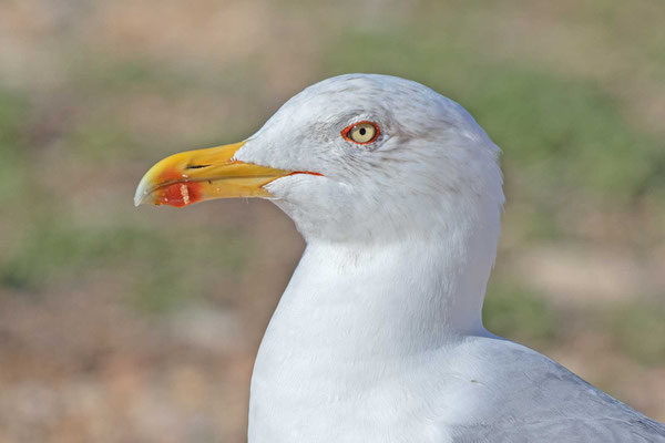 Mittelmeermöwe (Larus michahellis), adult im Winter