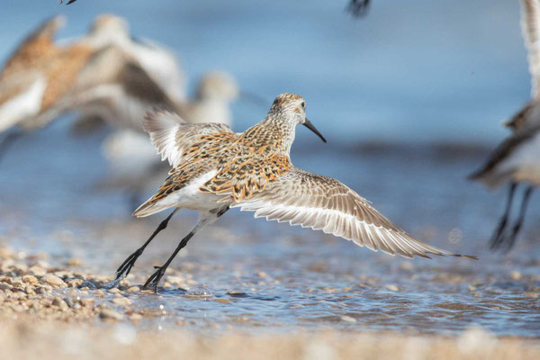 Alpenstrandläufer (Calidris alpina) im Prachtkleid fliegt auf.