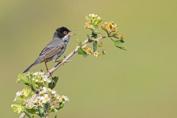 Männliche Schuppengrasmücke (Curruca melanothorax) sitzt auf einem Ast.