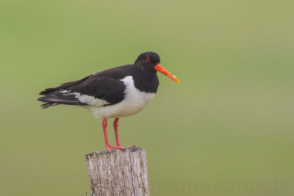 Austernfischer (Haematopus ostralegus)  