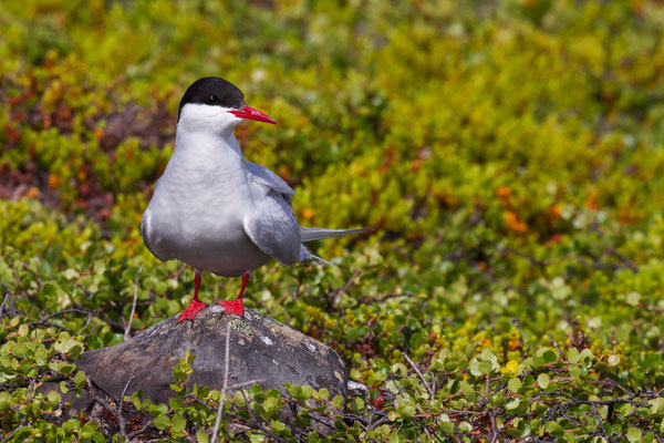 Küstenseeschwalbe (Sterna paradisaea) am Brutplatz im norwegischen Varanger