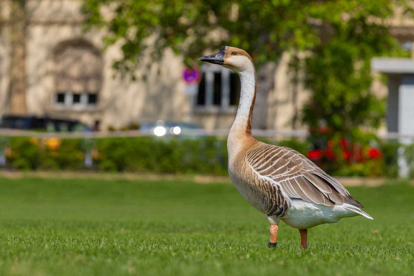  Schwanengans (Anser cygnoides) auf den Neckarwiesen in Heidelberg.