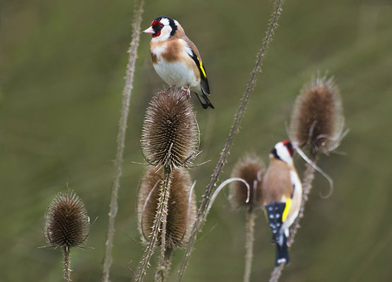 Stieglitz (Carduelis carduelis), Foto: Viola Wege